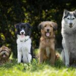 Jakie są najczęściej wybierane rasy psów domowych?