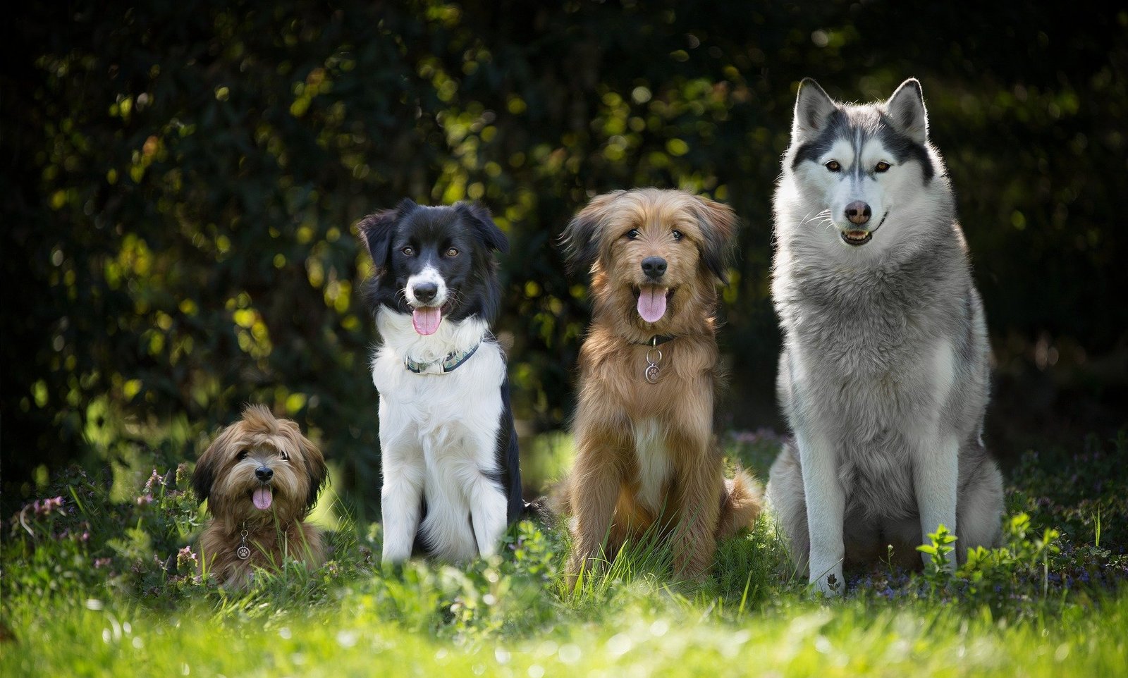 cztery różne rasy psów domowych