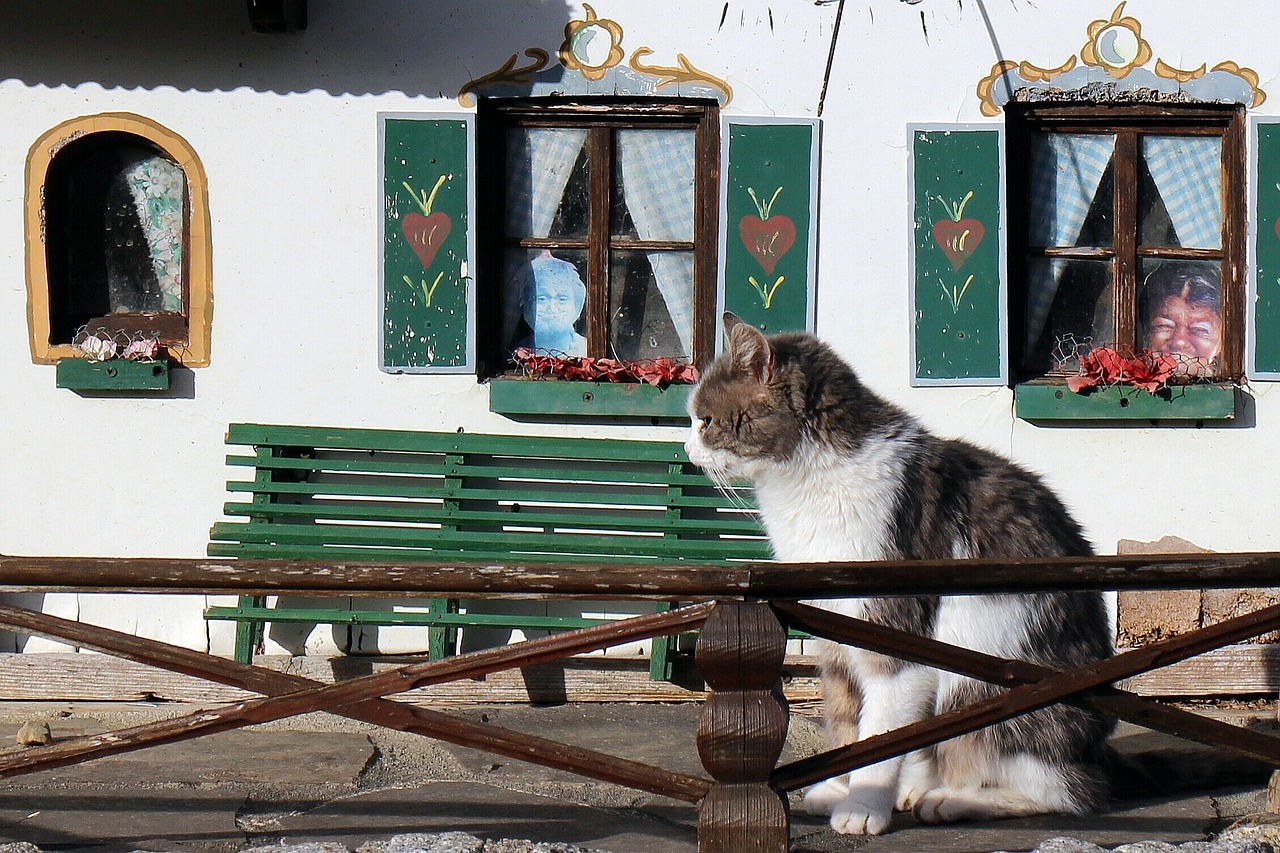 kot siedzący przed domem