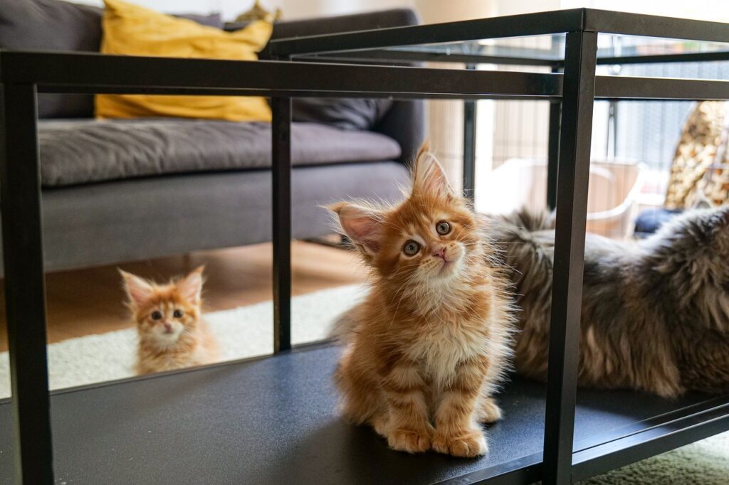 trzy koty rasy maine coon siedzący na półce pod stolikiem kawowym