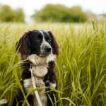 Dlaczego psy jedzą trawę?