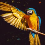 Nawyki żywieniowe egzotycznych ptaków: Jak zapewnić zrównoważoną dietę dla papug i kanarków