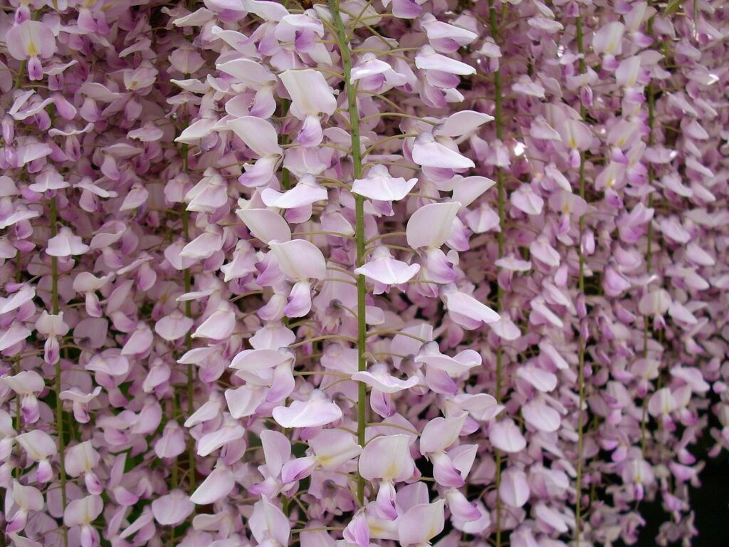 wisteria różowa