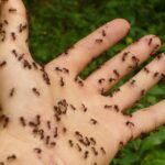 Jak hodować owady jako zwierzęta domowe?