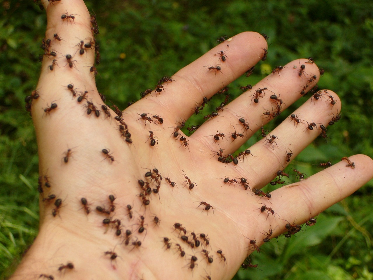 mrówki na ręce