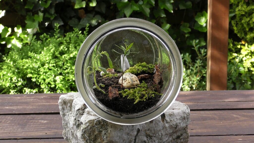 szklane okrągłe terrarium